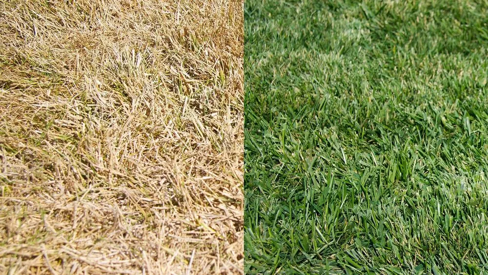 Reliable landscaping services in Orlando, FL - Verde Lawn Systems