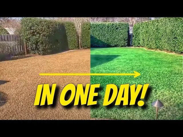 Top-rated lawn care service in Orlando, FL by Verde Lawn Systems