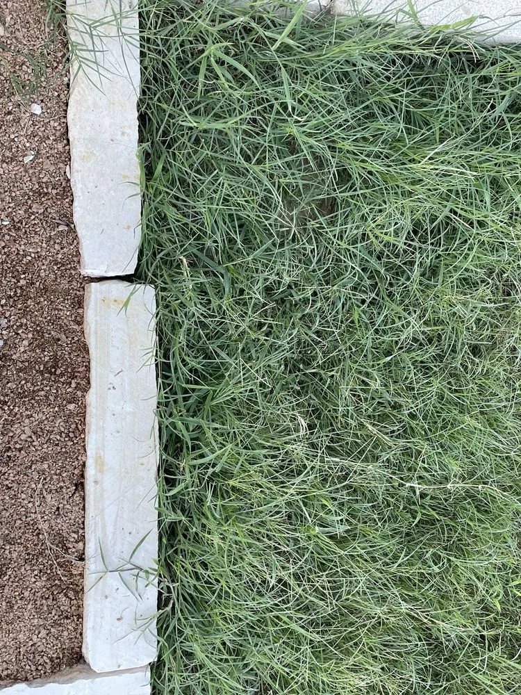 Trusted lawn mowing service for year-round maintenance across Austin, TX - Verde Lux Stone & Garden