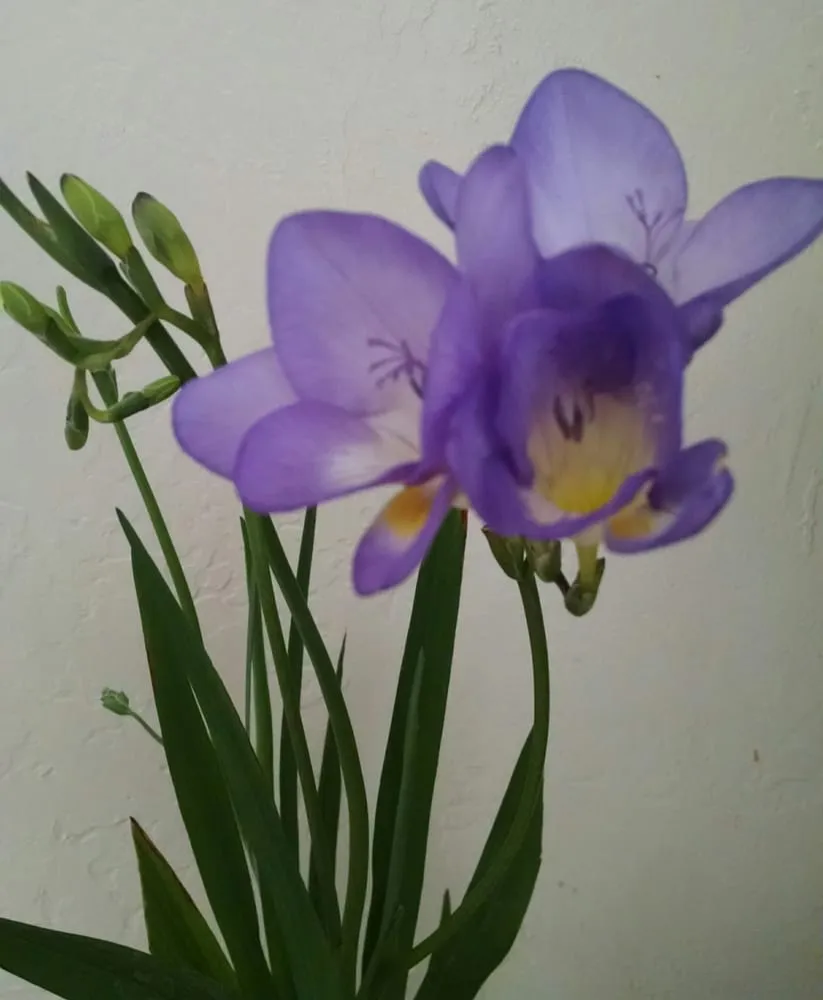 Expert landscape design experts serving Fountain Hills, AZ - Verde Valley Nursery