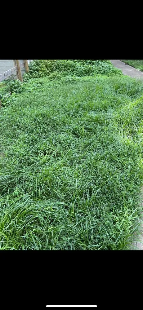 Top-rated landscaping services in Alpharetta, GA by Verdeja Landscaping