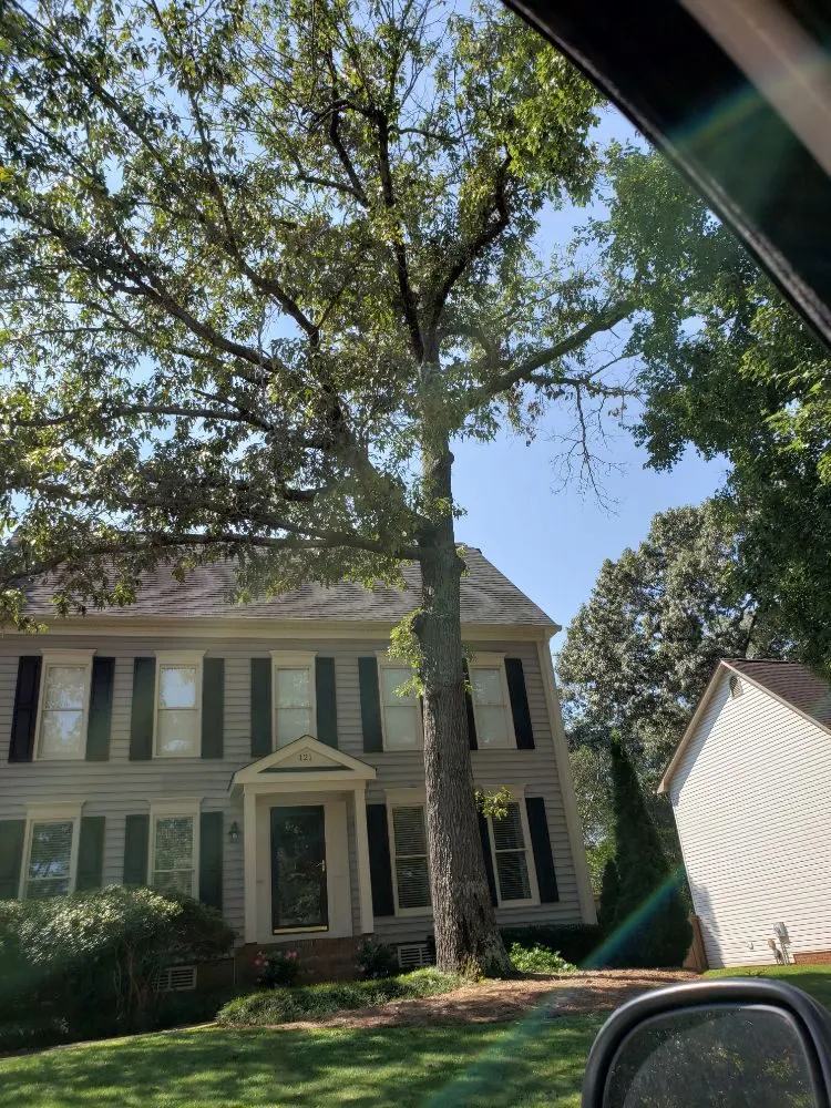 Affordable yard cleanup service for outdoor upgrades in Greenville, SC by Verdes