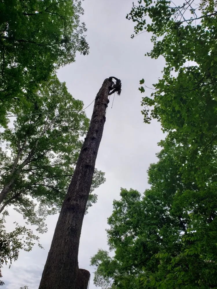 Professional yard cleanup service experts serving Greenville, SC - Verdes