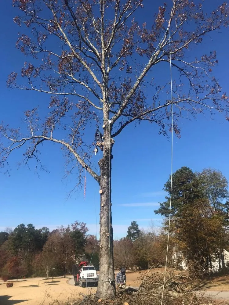 Local landscaping services in Greenville, SC - Verdes