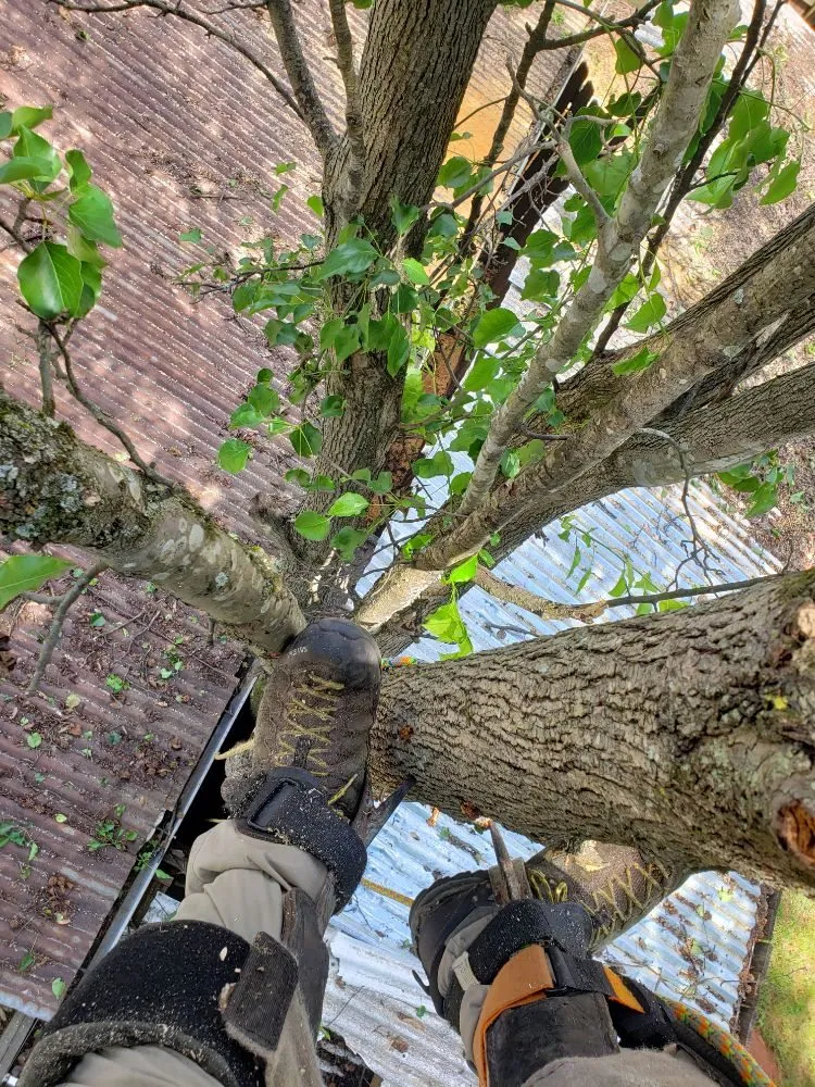 Trusted yard cleanup service for outdoor upgrades across Greenville, SC - Verdes