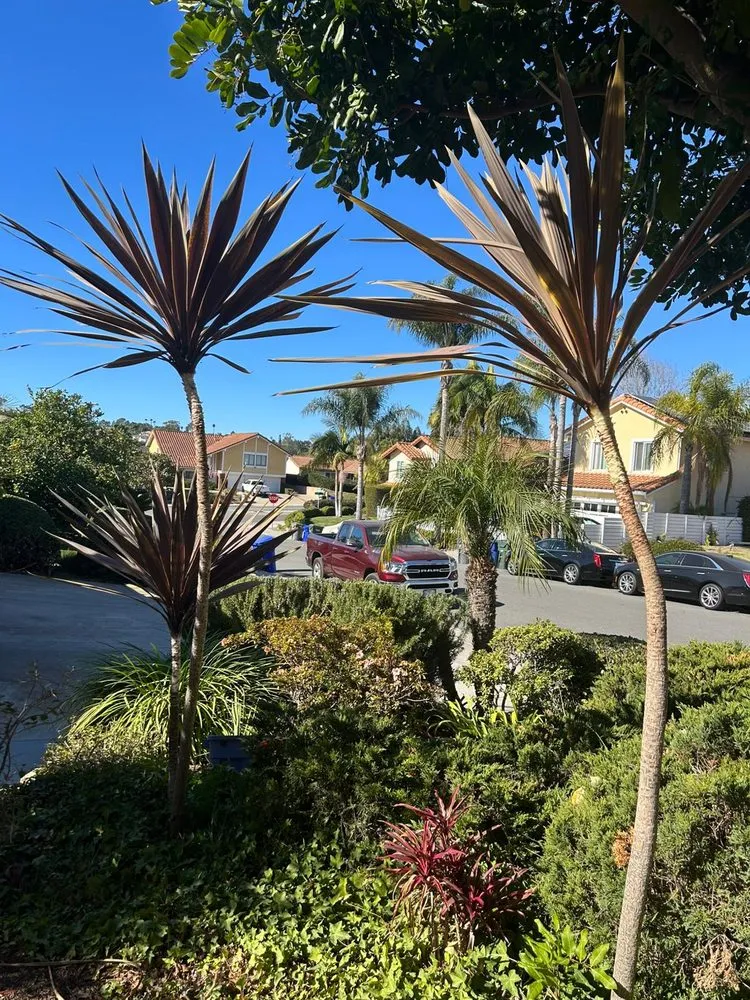 Local landscape installation experts serving Encinitas, CA - Verdiant Maintenance