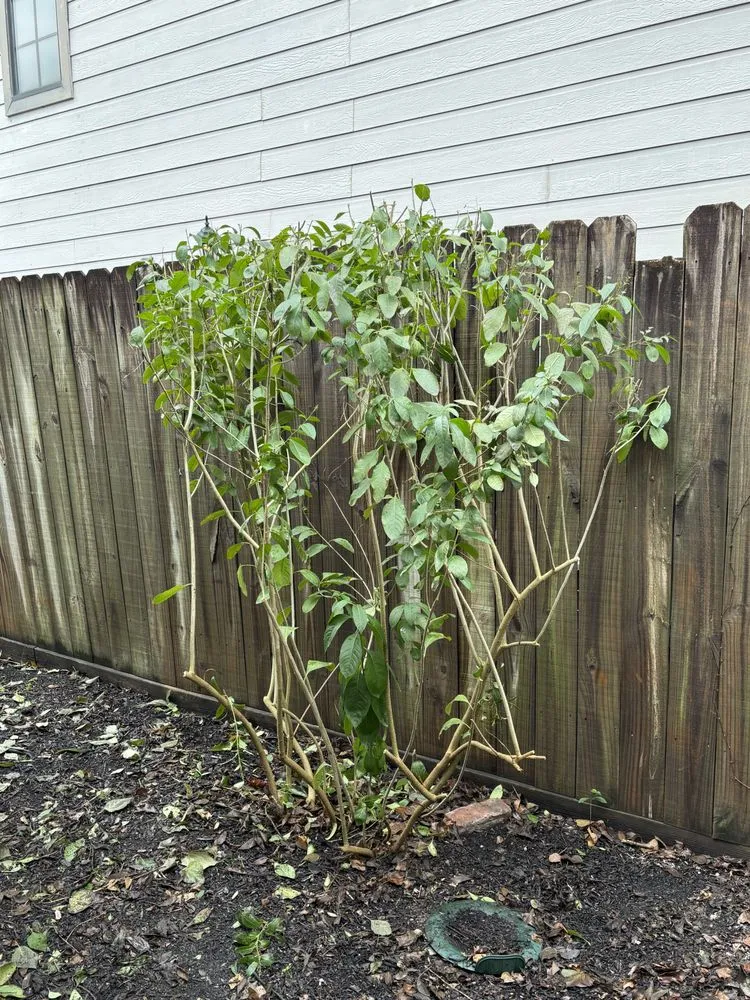 Affordable yard maintenance in Rosharon, TX - Verdure Landscape