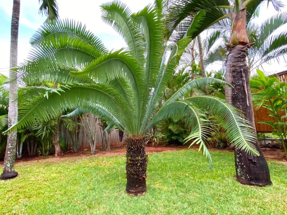 Expert landscaping services in Kihei, HI - Vergara Landscaping & Services