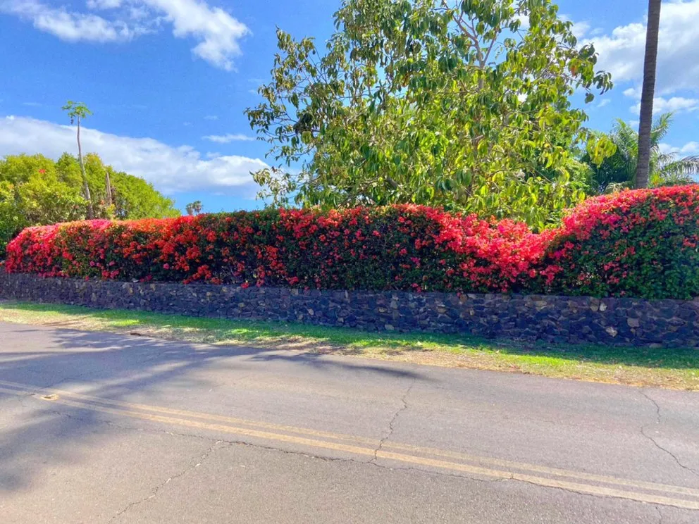 Affordable residential landscaping experts serving Kihei, HI - Vergara Landscaping & Services