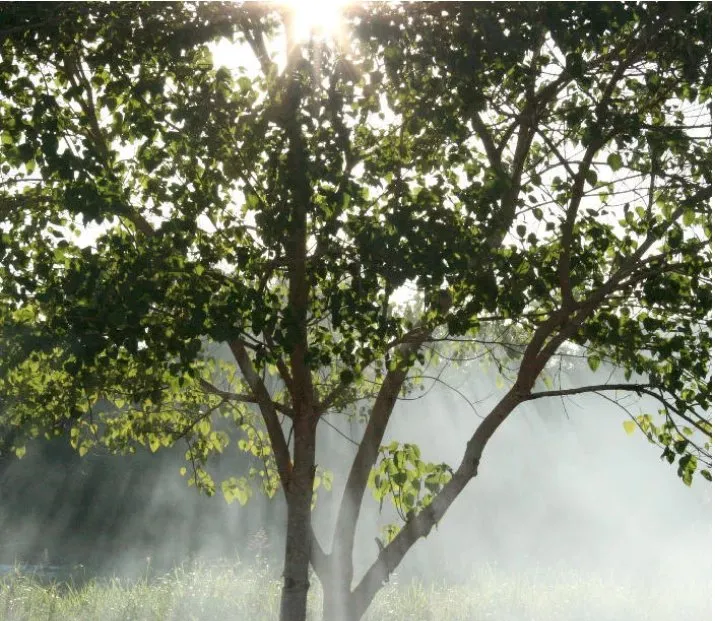 Trusted residential landscaping in Atlanta, GA - Verified Outdoor Services