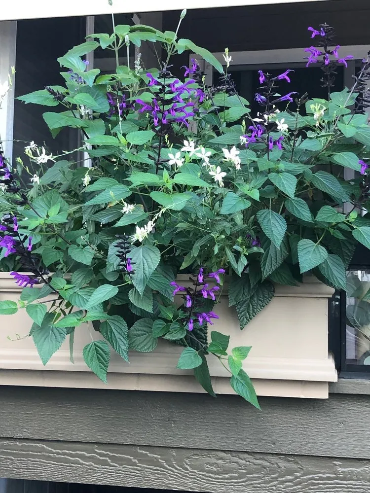 Local landscape design in Fruita, CO by Verlene's Staging Studio