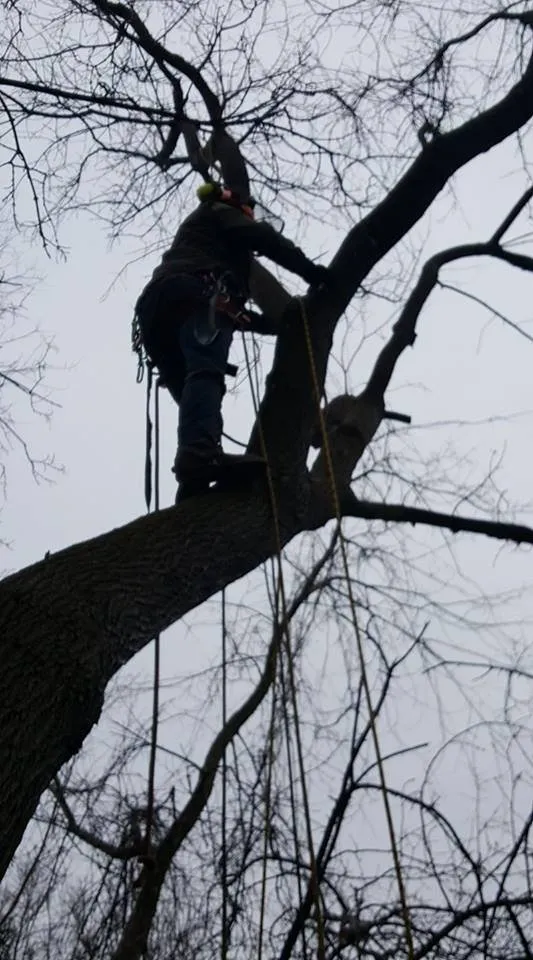 Top-rated yard maintenance experts serving Williston, VT - Vermont Arbor Scapes