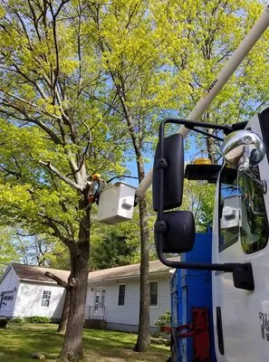 Vermont Arbor Scapes