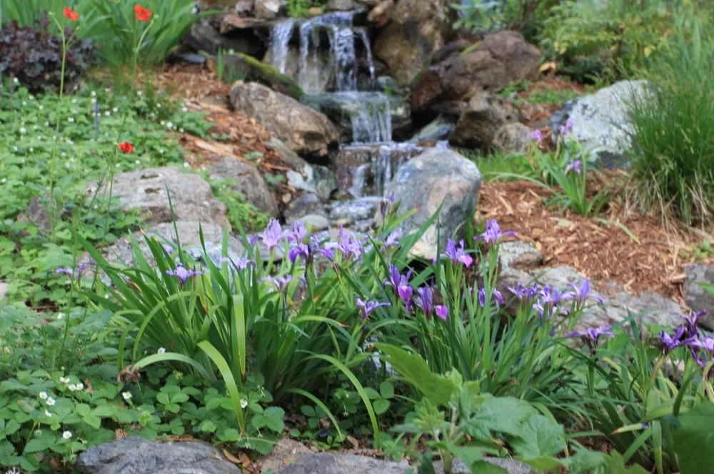 Affordable yard maintenance for year-round maintenance across Placerville, CA - Verne Pershing The Art Of Gardening