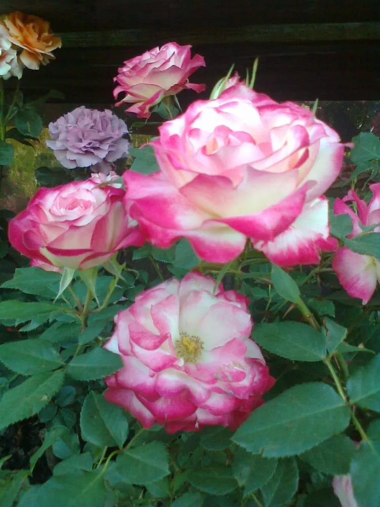 Top-rated outdoor landscaping for outdoor upgrades across East Elmhurst, NY - Verni's Garden Center & Landscaping