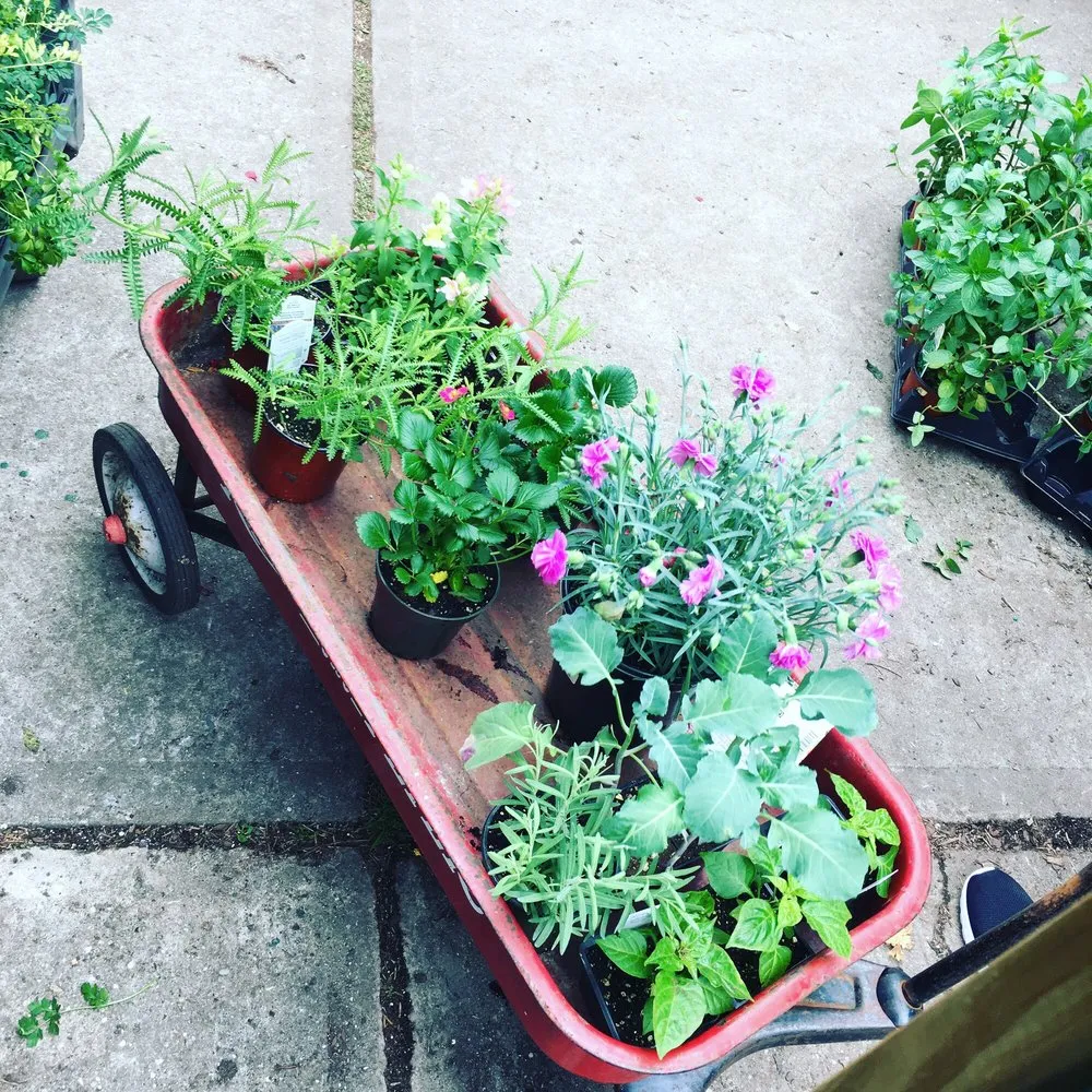 Professional landscaping services for residential properties in East Elmhurst, NY by Verni's Garden Center & Landscaping