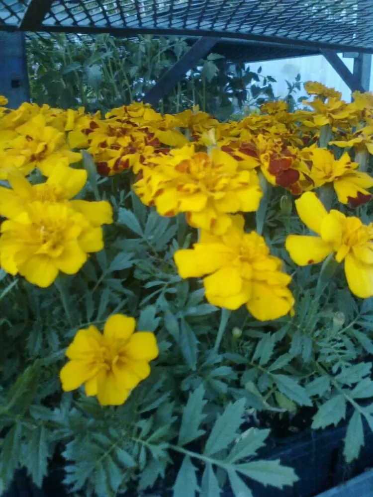Top-rated residential landscaping in East Elmhurst, NY - Verni's Garden Center & Landscaping