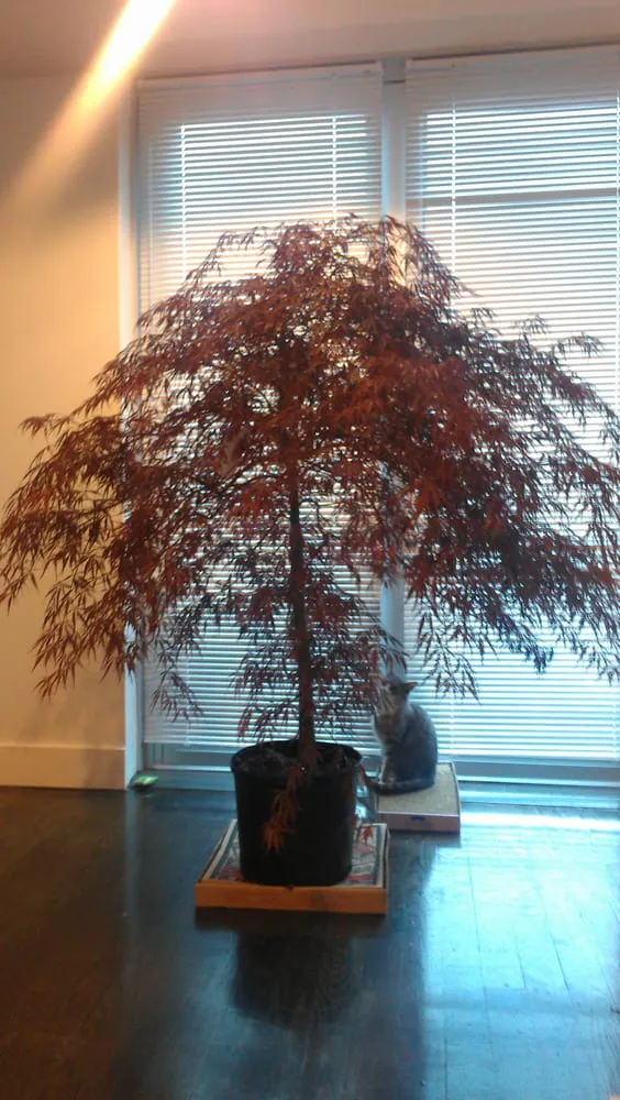 Professional yard maintenance in East Elmhurst, NY by Verni's Garden Center & Landscaping