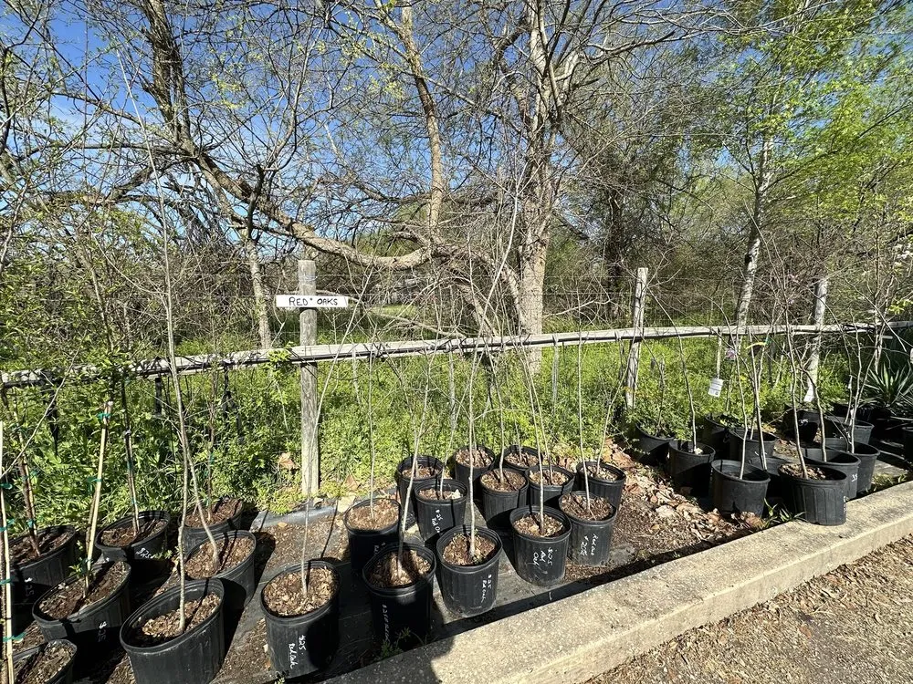 Custom landscape design experts serving Castroville, TX - Vernon's Tree Farm