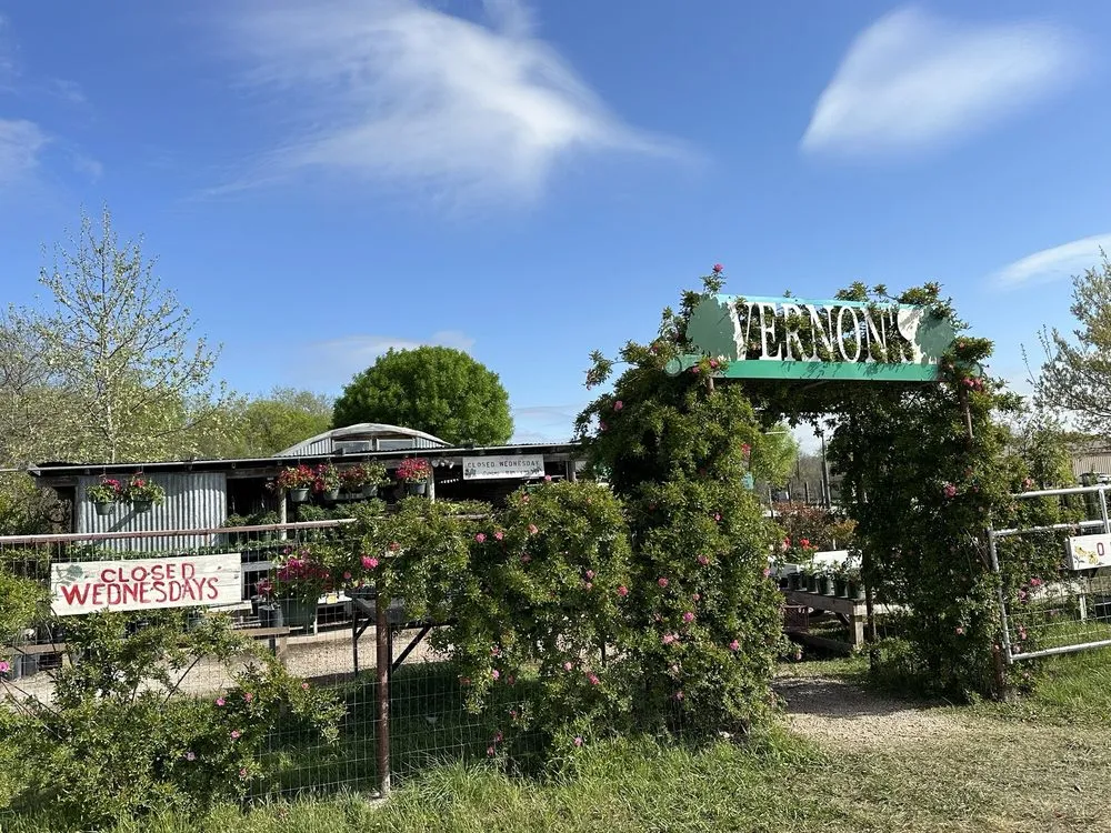 Custom yard cleanup service near you in Castroville, TX by Vernon's Tree Farm