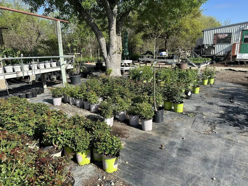 Custom landscaping services for beautiful yards in Castroville, TX by Vernon's Tree Farm