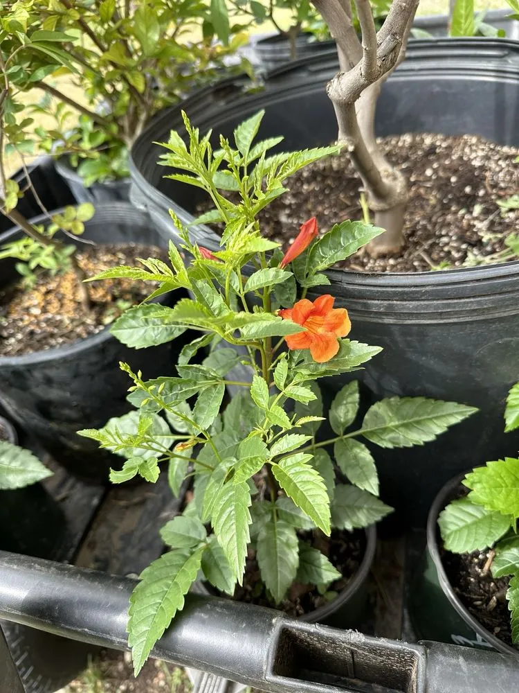 Expert outdoor landscaping near you in Castroville, TX by Vernon's Tree Farm