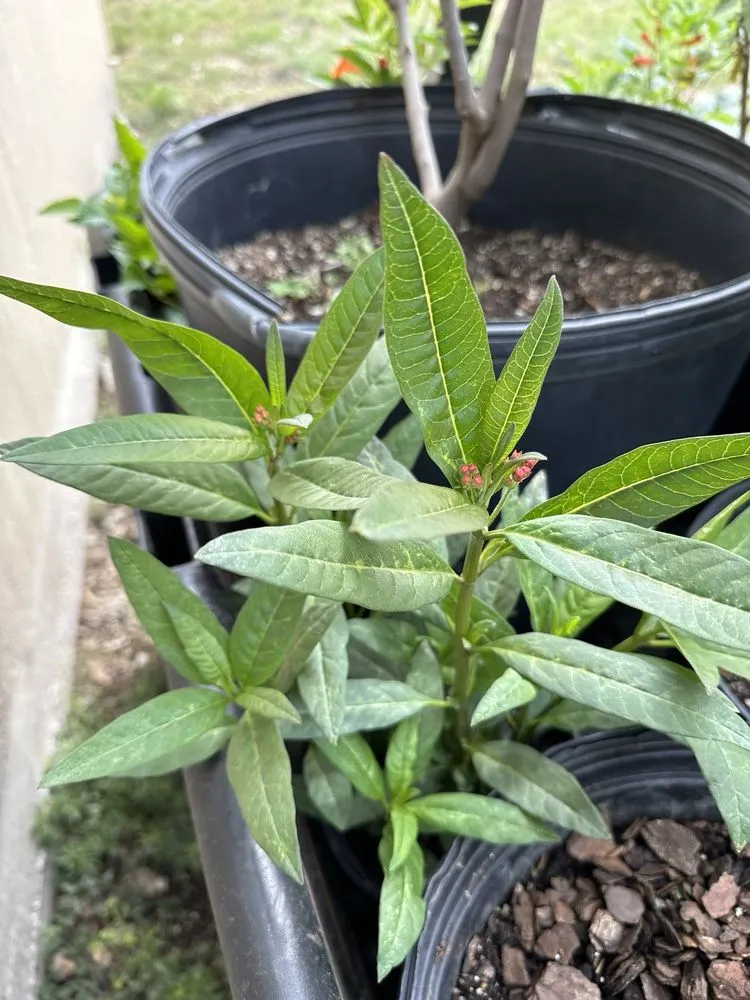 Trusted lawn care service near you in Castroville, TX by Vernon's Tree Farm