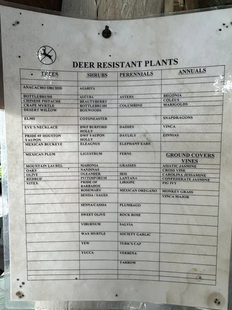 Custom outdoor landscaping in Castroville, TX - Vernon's Tree Farm