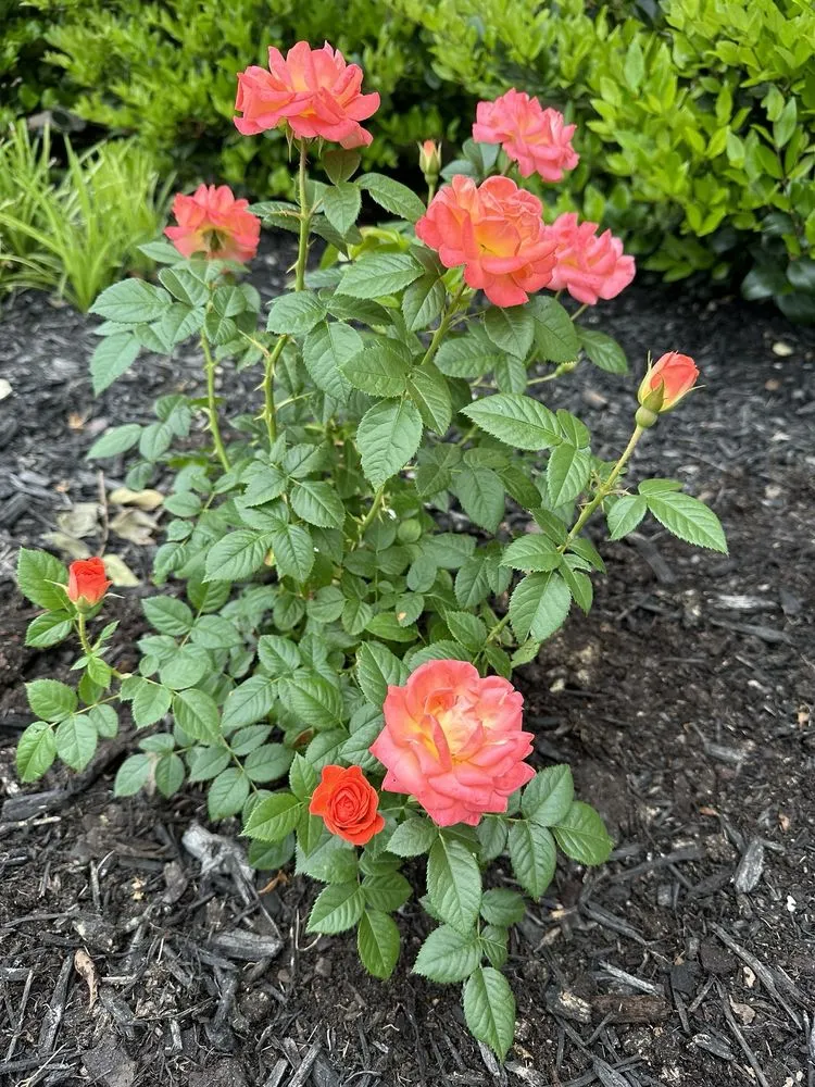 Expert outdoor landscaping in Castroville, TX - Vernon's Tree Farm