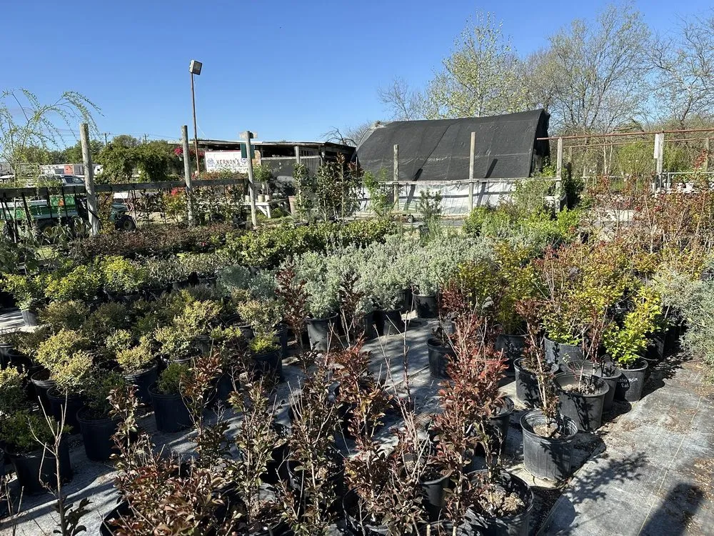 Affordable landscape design for homes in Castroville, TX by Vernon's Tree Farm