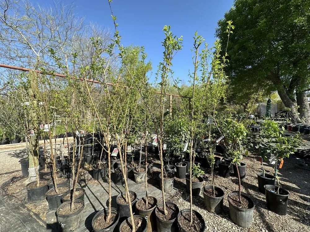 Professional lawn care service experts serving Castroville, TX - Vernon's Tree Farm