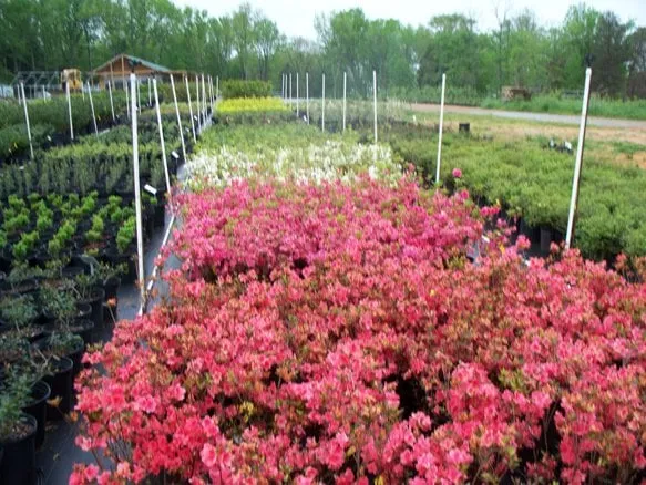 Reliable lawn mowing service in Lewisburg, TN - Verona Caney Gardens & Landscaping