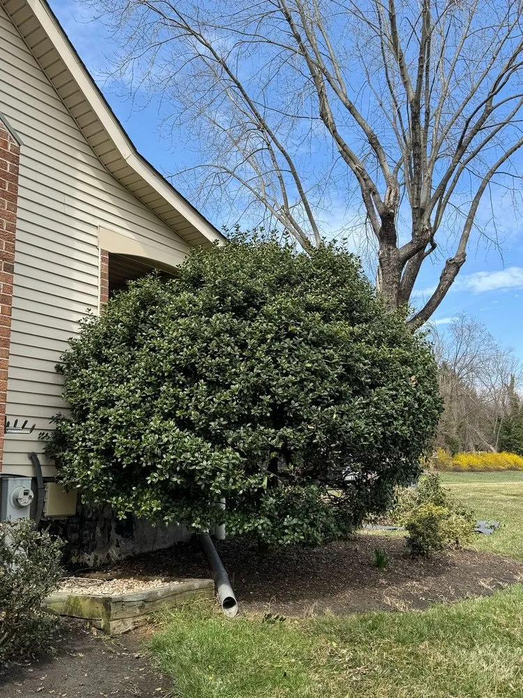 Custom yard cleanup service near you in Randallstown, MD by Veronica Construction