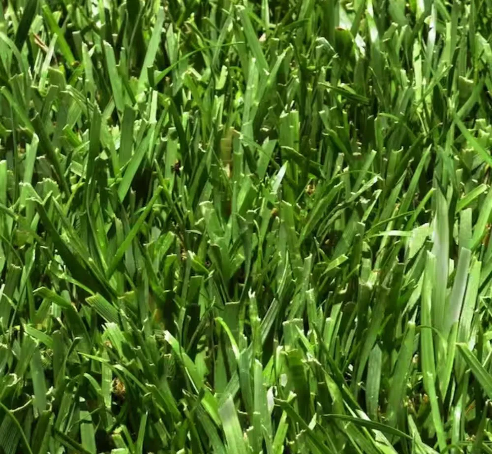 Trusted outdoor landscaping in Fredericksburg, VA - Vero’s Fresh Sod