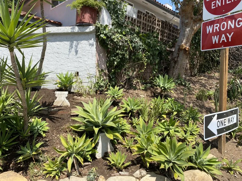 Expert yard cleanup service in Santa Barbara, CA - Versola Landscape Maintenance Service