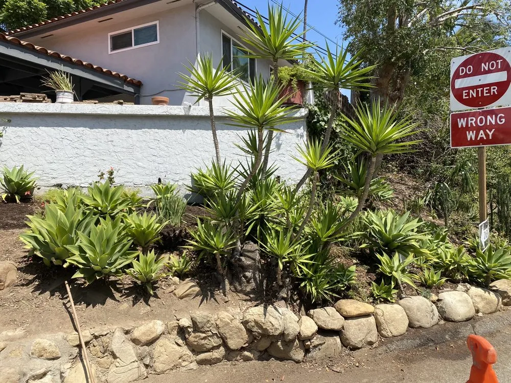 Expert lawn care service near you across Santa Barbara, CA - Versola Landscape Maintenance Service