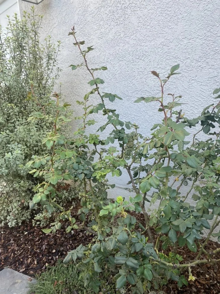 Custom landscaping services for residential properties in Santa Barbara, CA by Versola Landscape Maintenance Service