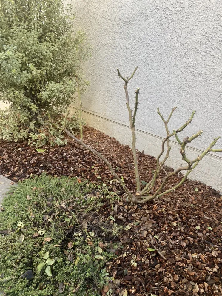 Reliable garden landscaping with custom design across Santa Barbara, CA - Versola Landscape Maintenance Service