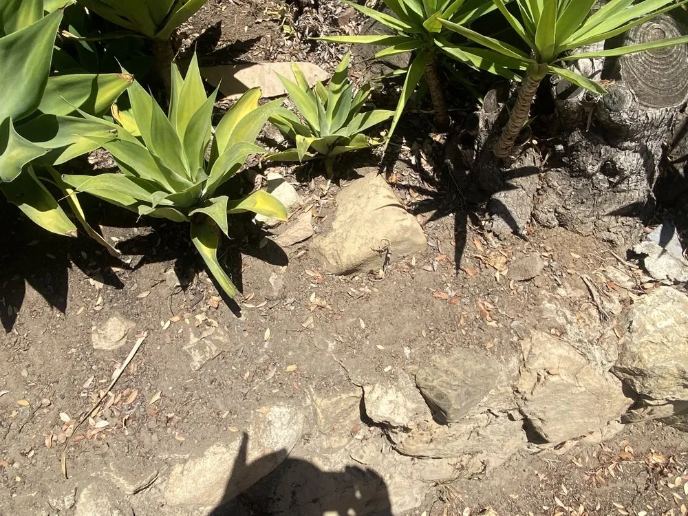 Affordable lawn mowing service for homes across Santa Barbara, CA - Versola Landscape Maintenance Service