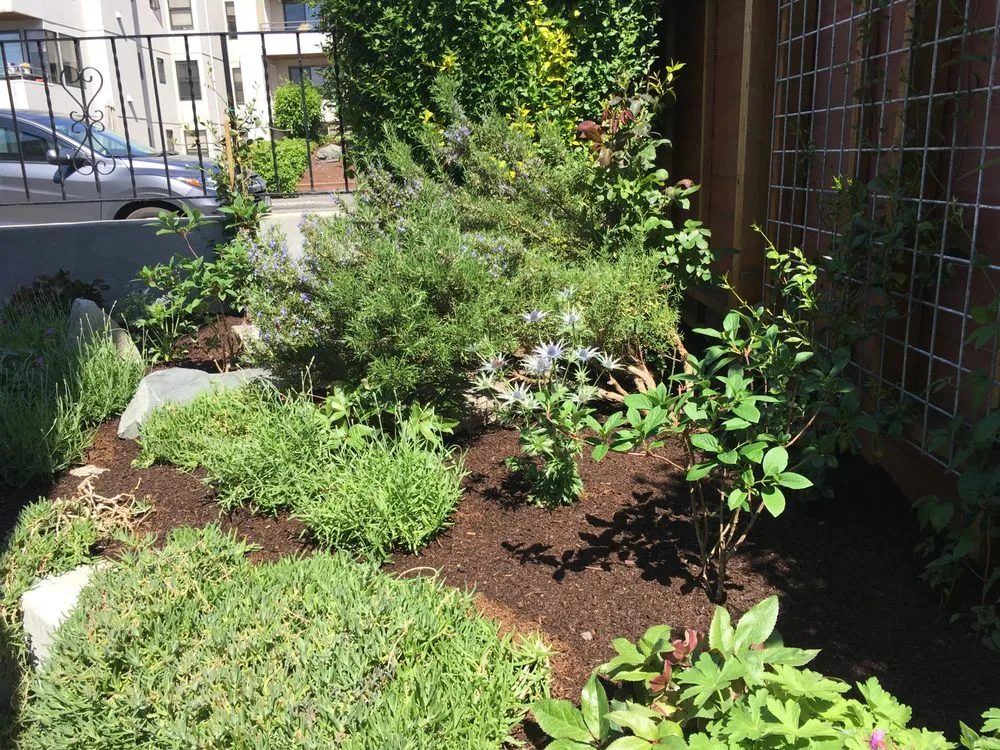 Affordable lawn care service for beautiful yards in Seattle, WA by Vertumni Fine Landscaping & Gardening