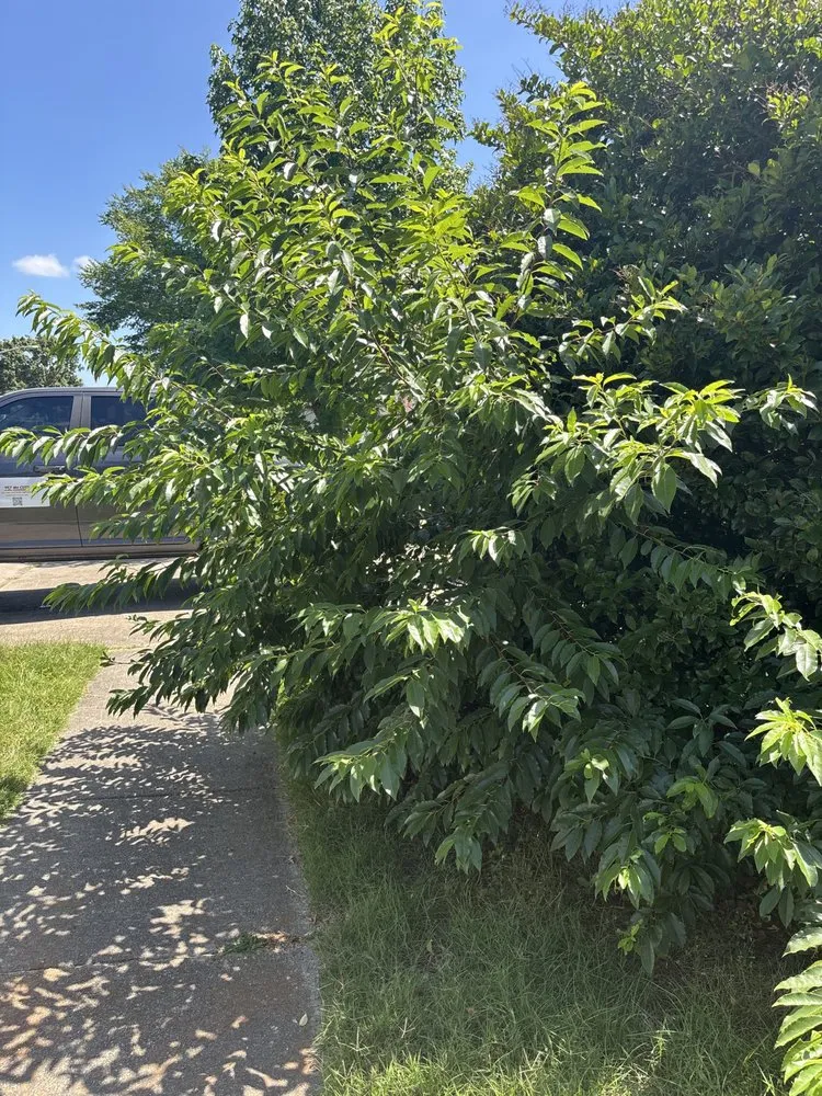 Reliable residential landscaping in Virginia Beach, VA - Vet 214 Cuts