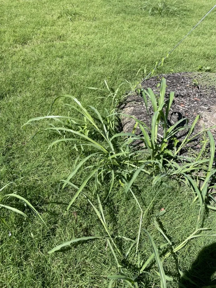 Local lawn care service for beautiful yards in McKinney, TX by Veteran Brothers Lawn Care