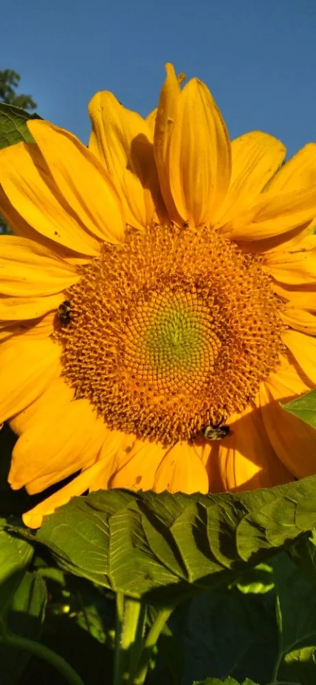 Affordable outdoor landscaping in Lake of the Woods, VA - Veteran lawncare