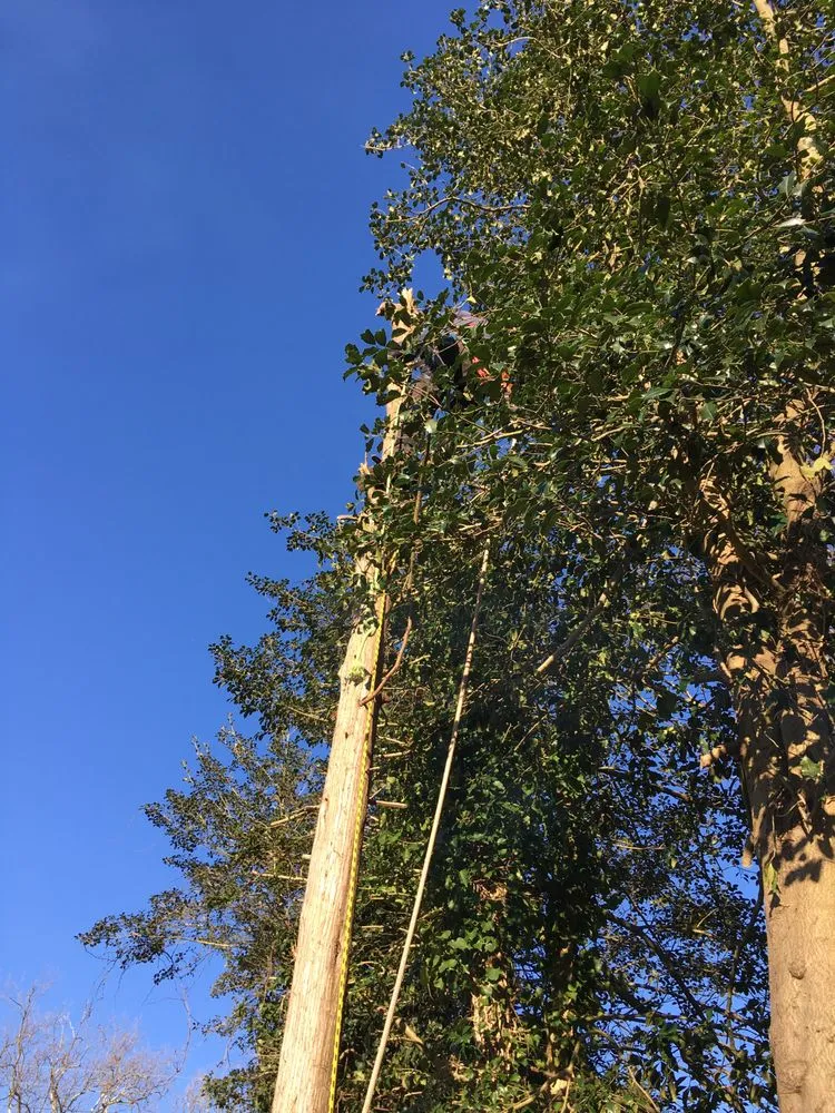 Professional lawn care service in Somers Point, NJ - Veteran Property Control