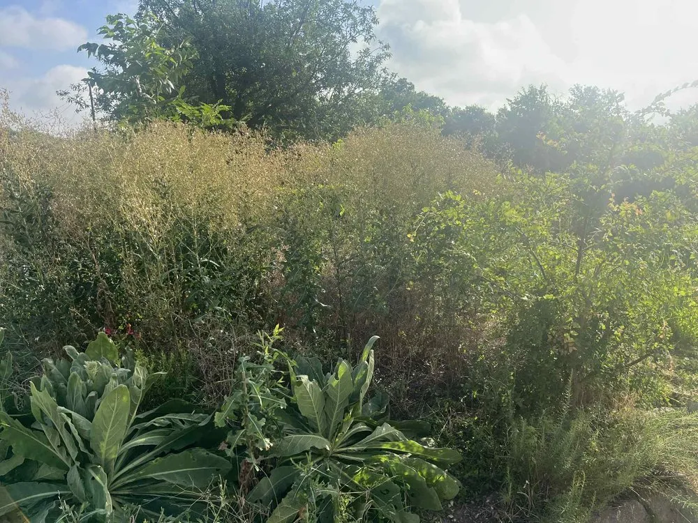 Professional residential landscaping experts serving Temple, TX - VeteransCorp Lawn Care and More