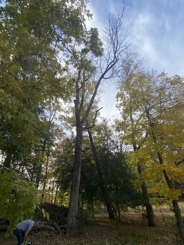 Affordable residential landscaping in Lexington, NC by Vexi Property Maintenance