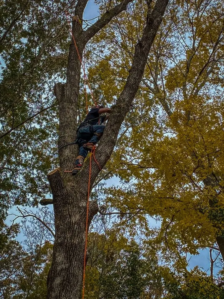 Affordable landscaping services in Lexington, NC by Vexi Property Maintenance