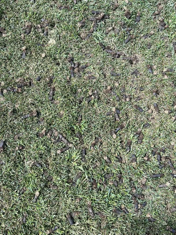 Trusted lawn care service in Manteno, IL by Vibrant Lawn Solutions