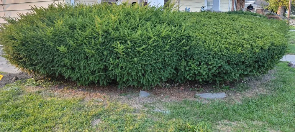 Custom yard cleanup service for year-round maintenance across Kokomo, IN - Vibrant Pro Service