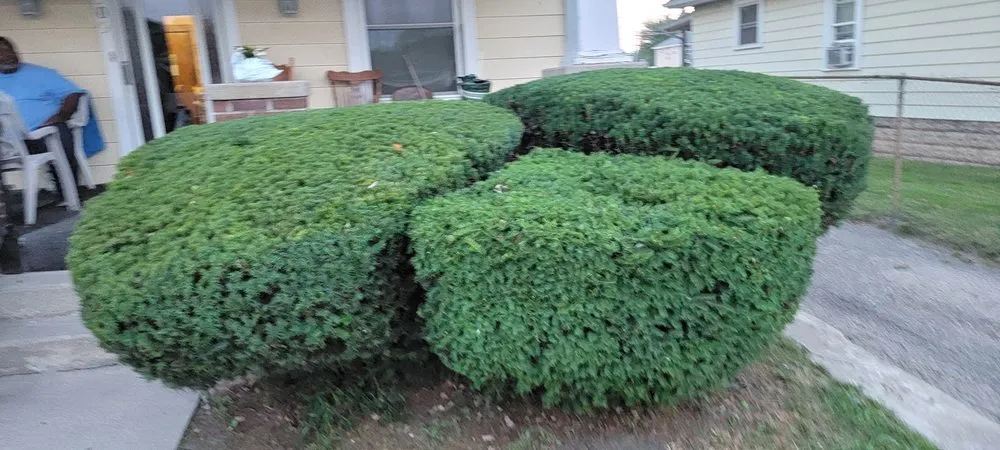 Expert yard cleanup service in Kokomo, IN - Vibrant Pro Service